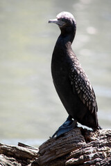 the little black cormorant is standing on driftwood