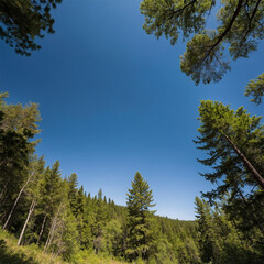 Tranquil Forest Stream with Grass and Sunlit Trees at Sunset, Beautiful Nature Landscape
