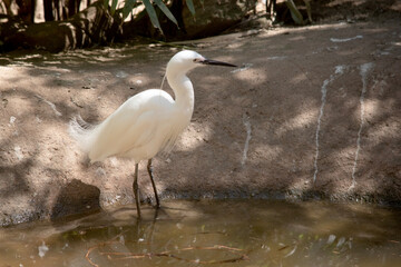 Naklejka premium the little egret is entering the water