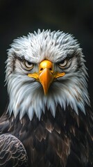 Obraz premium A majestic close up portrait of a powerful bird of prey