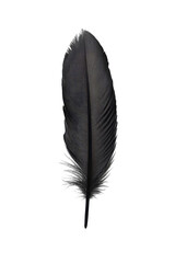 Isolated Black Feather