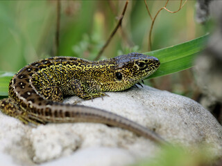 Naklejka premium Zauneidechse mit KI bearbeitet