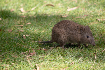 The long nosed potoroos have shorter tails and ears and pointier faces than other rat kangaroos have.