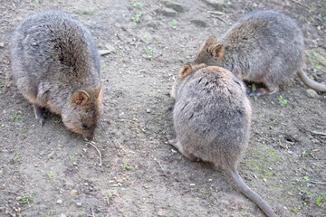 The Quokka is a small wallaby with thick, coarse, grey-brown fur with lighter underparts. Its snout...