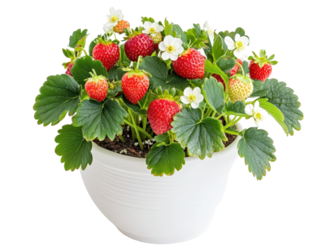Isolated Strawberry Plant in Pot