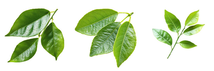 Diverse Green Leaves on Transparent Background for Natural Imagery Use