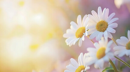 A close up of a bunch of white daisies with the sun shining on them © melty