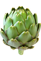 Isolated Green Artichoke