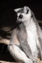The Ring-tailed lemur backs is grey with grey limbs and dark grey heads and necks. They have long striped tails.