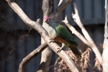 The rose crown fruit dove has a pink-red crown with a yellow border, orange underparts, and a distinctive yellow tail tip.
