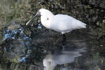 The royal spoonbill is a large white sea bird with a black bill that looks like a spoon. The royal spoonbill has yellow eyebrows and black legs