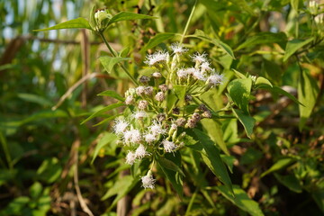 The Chromolaena odorata, a testament to nature's resilience, showcasing its delicate beauty amidst the lush greenery.  A wildflower's story.