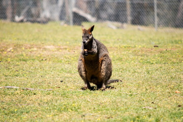 The swamp wallaby has dark brown fur, often with lighter rusty patches on the belly, chest and base...