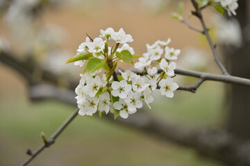 Pear flower in full bloom in spring