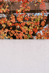 Wooden beams are entwined with red ivy hanging down