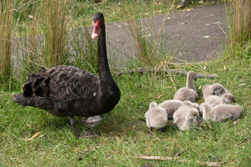Cygnets are grey when they hatch with black beaks and gradually turn black over the first six months at which time they learn to fly.