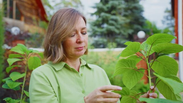 Professional female botanist wearing green shirt carefully examining hydrangea leaves, demonstrating expertise in plant care while standing in sunlit garden during peaceful summer day