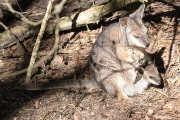 the tammar wallaby has a joey in its pouch