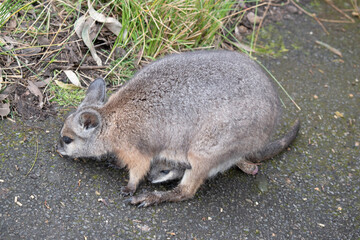 the tammar wallaby has a joey in her pouch