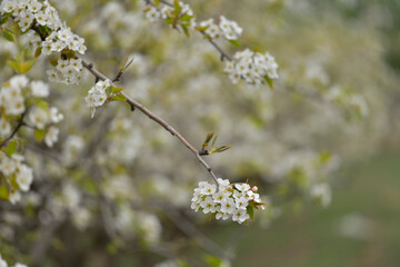 Pear flower in full bloom in spring