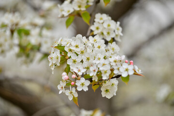 Pear flower in full bloom in spring