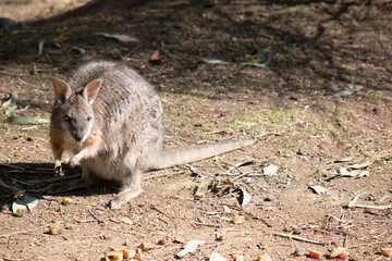 The tammar wallaby has dark greyish upperparts with a paler underside and rufous-coloured sides and limbs. The tammar wallaby has white stripes on its face.