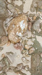 frog on a rock