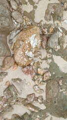 frog on the stone