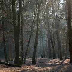 Obraz premium woman walks dog in dutch forest near utrecht in the netherlands