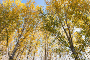 Autumn nature landscape of colorful forest