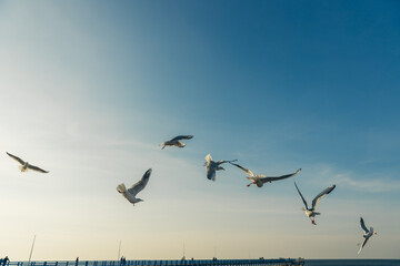 Seagulls flying high in the wind against the blue sky and white clouds, a flock of white birds