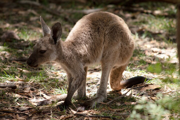 the joey western grey kangaroo is in the forest