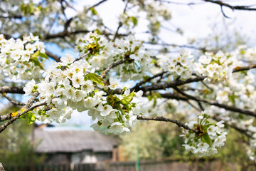 Cherry tree blooms with white flowers in early spring in the garden