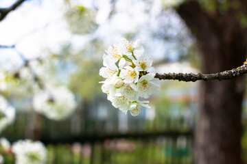 Cherry tree blooms with white flowers in early spring in the garden
