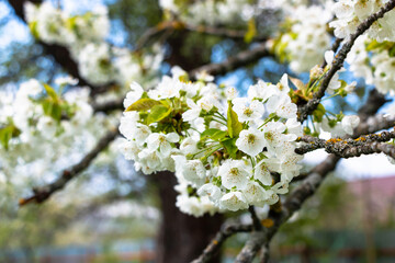 Cherry tree blooms with white flowers in early spring in the garden
