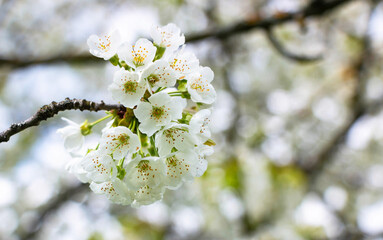 Cherry tree blooms with white flowers in early spring in the garden