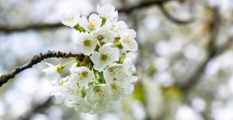 Obraz premium Cherry tree blooms with white flowers in early spring in the garden