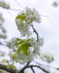 Cherry tree blooms with white flowers in early spring in the garden