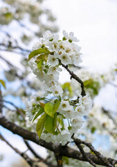 Cherry tree blooms with white flowers in early spring in the garden