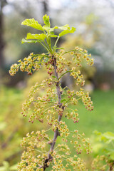 A bush of flowering currants in the garden in early spring 