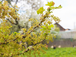 A bush of flowering currants in the garden in early spring 