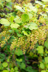 A bush of flowering currants in the garden in early spring 