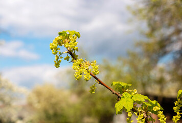 A bush of flowering currants in the garden in early spring 