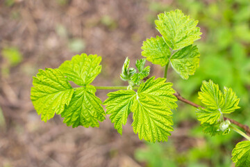 A bush of flowering currants in the garden in early spring 