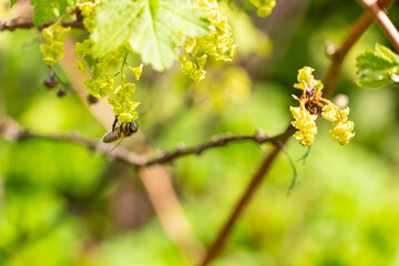 A bush of flowering currants in the garden in early spring with bee