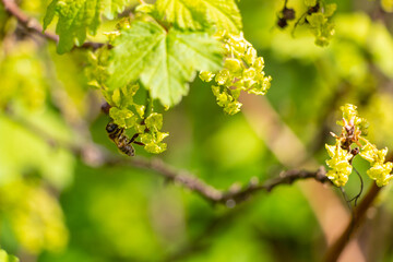A bush of flowering currants in the garden in early spring with bee