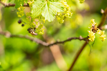A bush of flowering currants in the garden in early spring with bee
