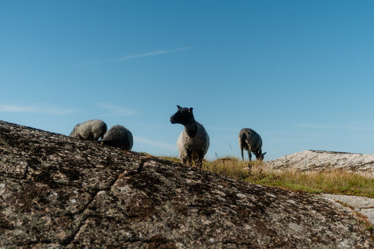 Sheep grazing on a rocky coastal islet in Frilles&aring;s, Halland, Sweden