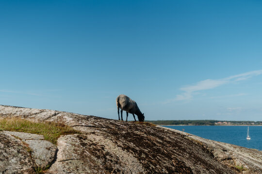 Sheep grazing on a rocky granite cliff by the sea in Frilles&aring;s, Sweden