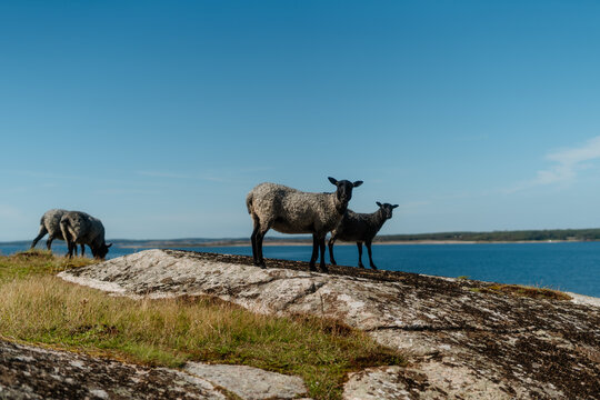 Sheep on a rocky coastal islet, one looking at camera, Frilles&aring;s, Sweden